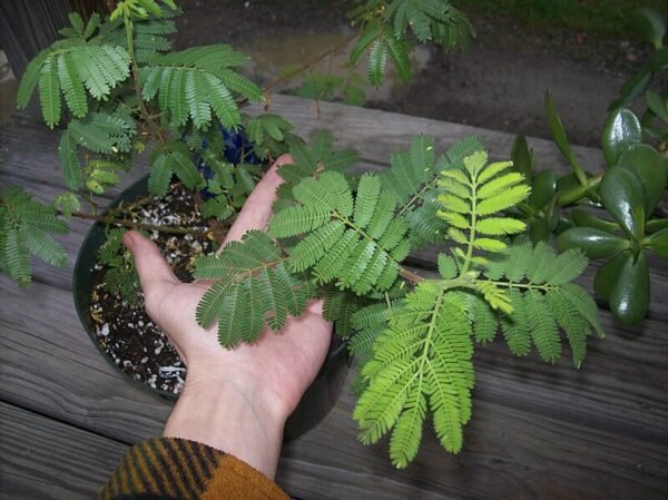 MHRB Powder from Brazilian Mimosa Hostilis Root Bark: Discover Its Unique Benefits Today - Image 2
